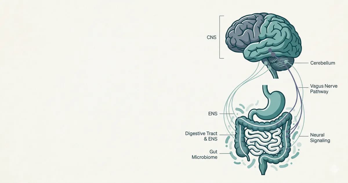 The Gut-Brain Connection: How Your Microbiome Affects Your Mind