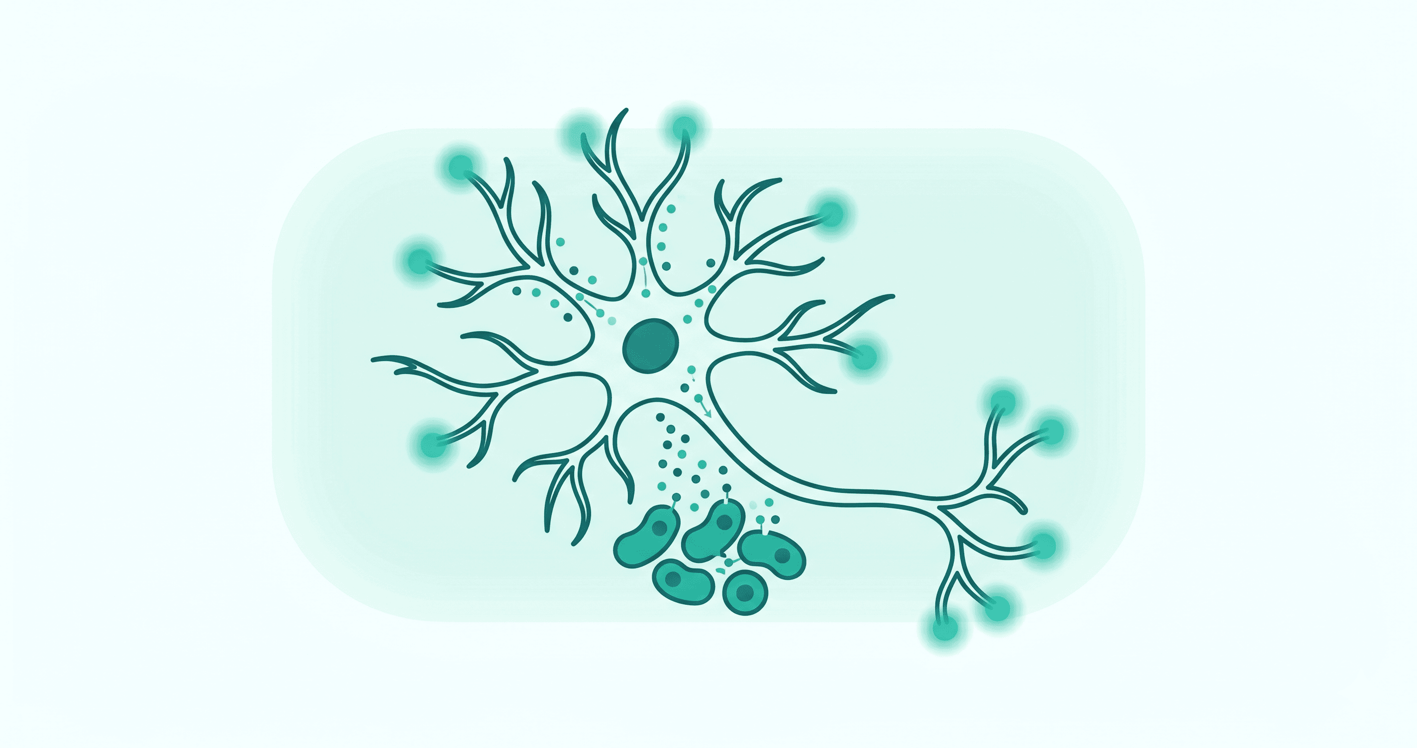 Gut Bacteria and Anxiety: What Does the Evidence Say?